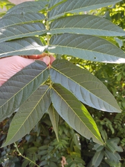 Ailanthus altissima