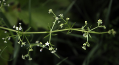 Galium concinnum