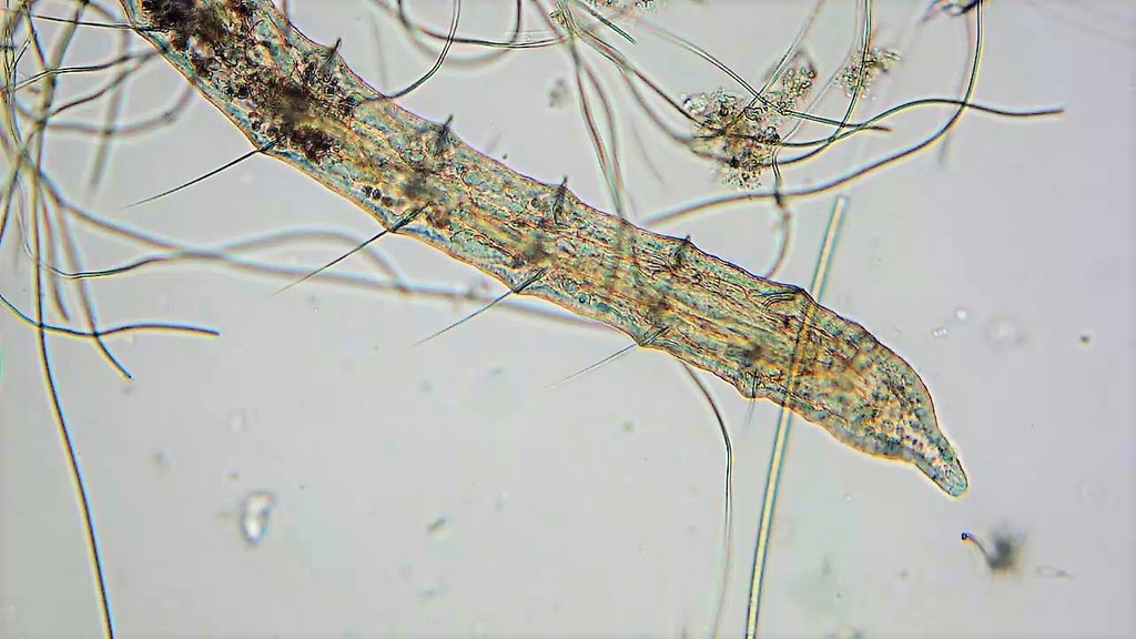 Pristininae