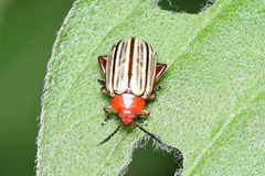 Disonycha brevilineata