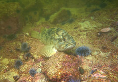 Sebastes rastrelliger