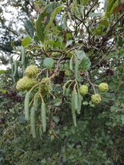 Alnus rohlenae