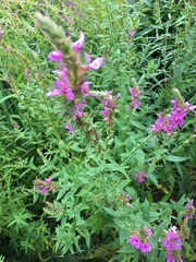Lythrum salicaria