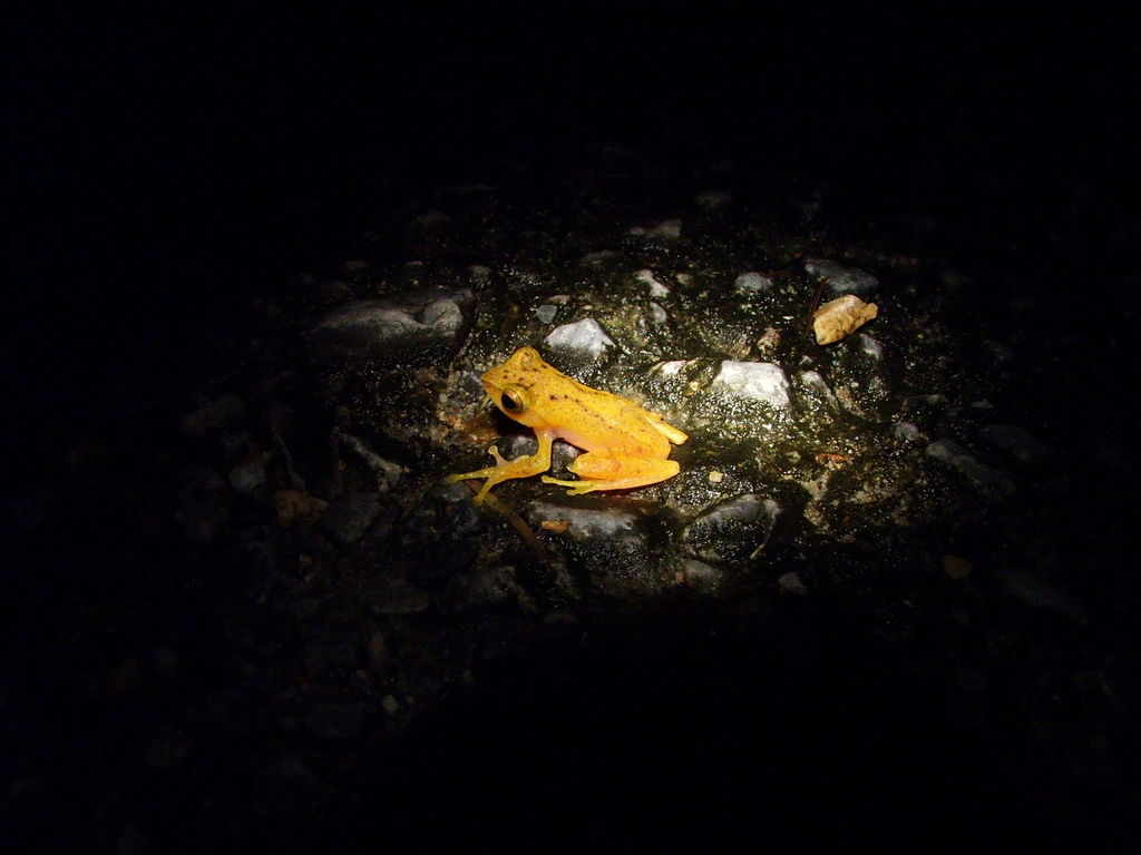 Orange Bushfrog