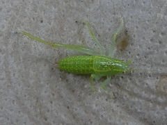 Cyrtaspis scutata