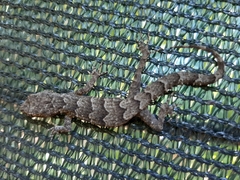 Mediodactylus danilewskii