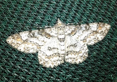 Cleora nigrisparsalis