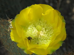 Opuntia huajuapensis