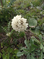 Pterocephalus hookeri