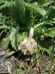 Pterocephalus hookeri