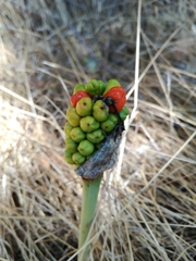 Arum maculatum
