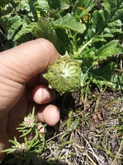 Pterocephalus hookeri