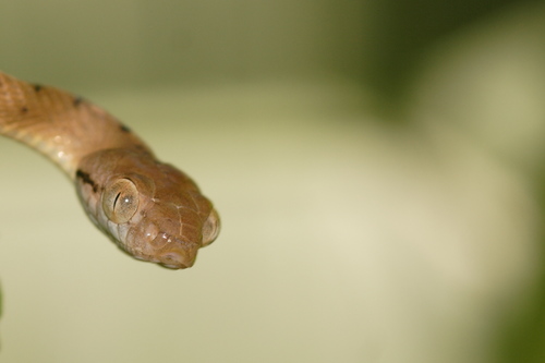 Boiga irregularis