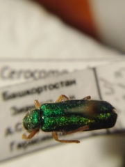 Cerocoma schaefferi