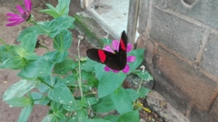 Heliconius erato hydara