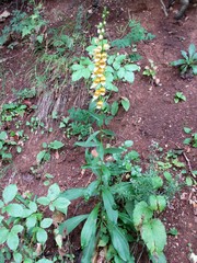 Digitalis laevigata