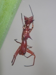 Micrathena swainsoni