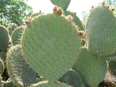 Opuntia huajuapensis