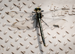 Arigomphus