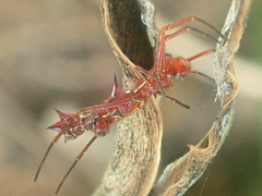 Micrathena swainsoni