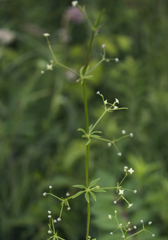 Galium concinnum