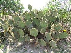 Opuntia huajuapensis