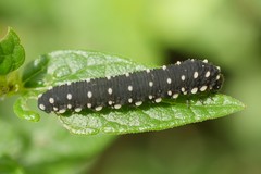 Athalia scutellariae