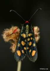 Arniocera auriguttata