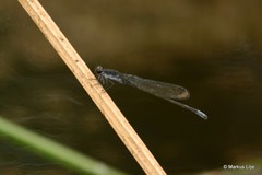 Pseudagrion commoniae