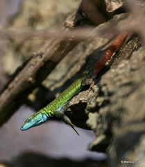 Platysaurus intermedius
