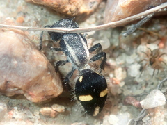Cephalomutilla proxima