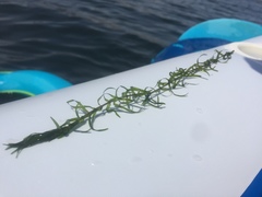 Elodea nuttallii