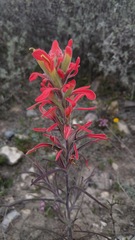 Castilleja lanata