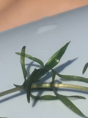 Elodea nuttallii