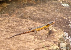 Pseudocordylus melanotus