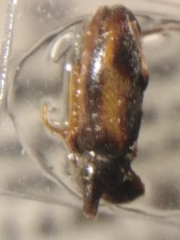 Notoxus binotatus