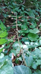 Pachyphragma macrophyllum