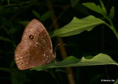 Bicyclus safitza