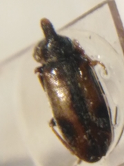 Notoxus binotatus
