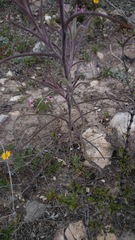 Castilleja lanata