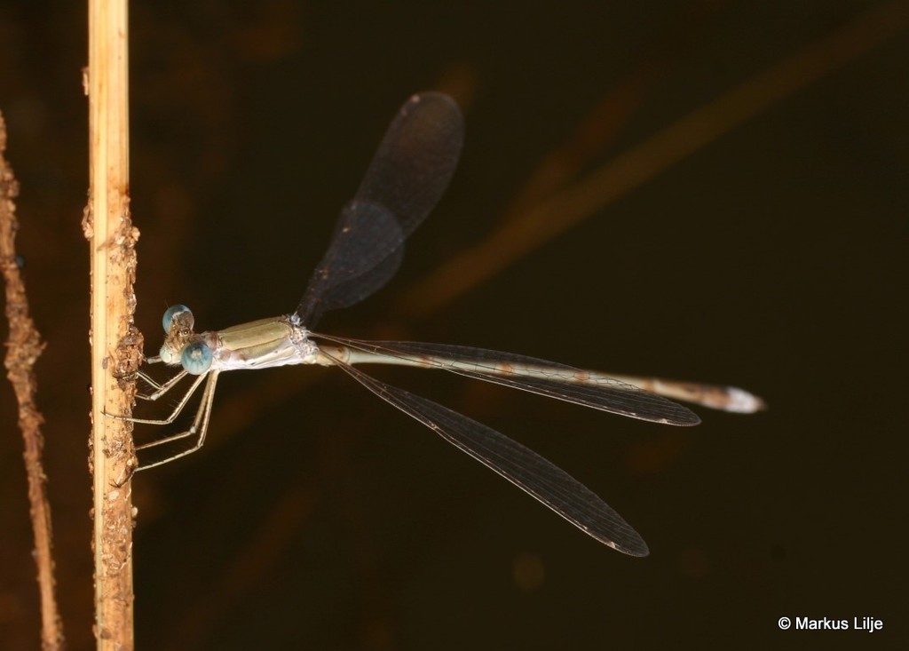 Pallid Spreadwing