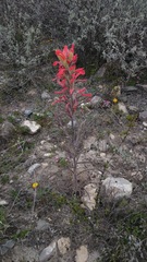 Castilleja lanata