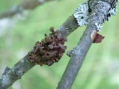 Tuckermanopsis sepincola