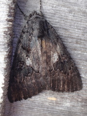 Catocala antinympha