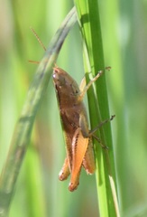 Dichromorpha elegans