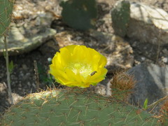 Opuntia huajuapensis