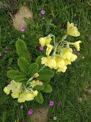 Primula sikkimensis
