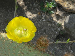 Opuntia huajuapensis
