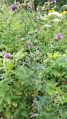 Cirsium czerkessicum