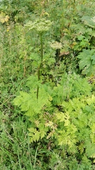 Selinum alatum